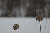 Шапочки дикого лука торчат из под снега в горах Кент