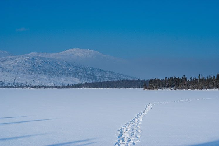След животного